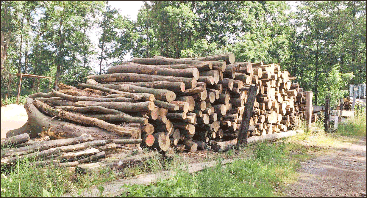 BBH | Böddeker Brennholz Handel